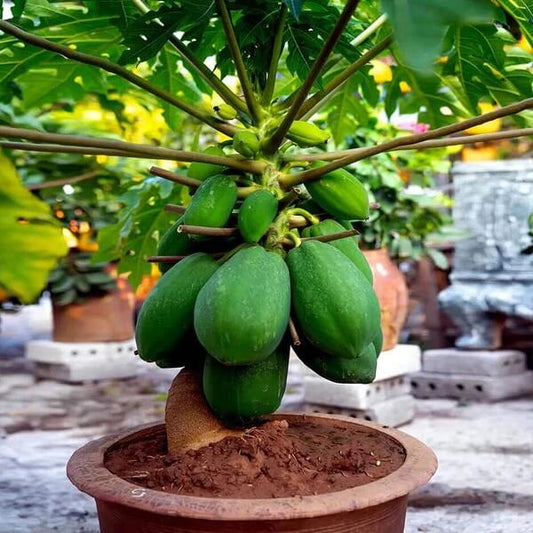 Waimanalo Dwarf Papaya Seeds 