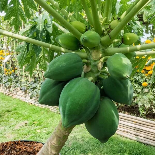 Waimanalo Dwarf Papaya Seeds 