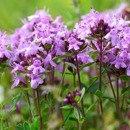 Walk On Me Creeping Thyme Seeds - Flower Plant