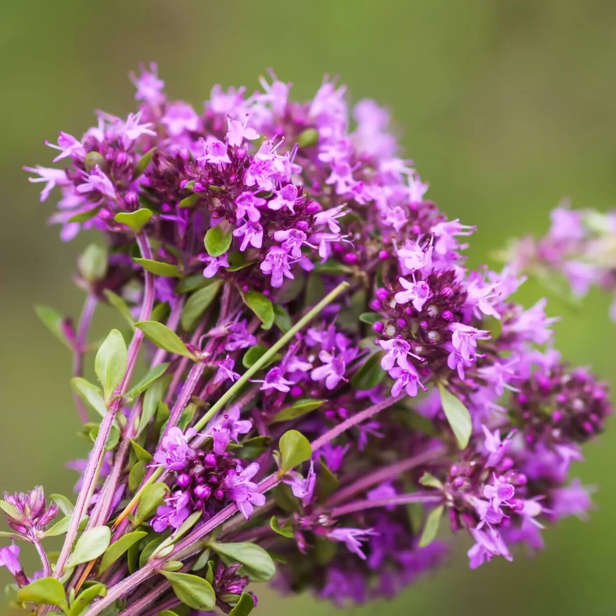 Walk On Me Creeping Thyme Seeds - Flower Plant
