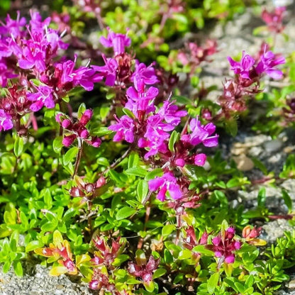 Walk On Me Creeping Thyme Seeds - Flower Plant