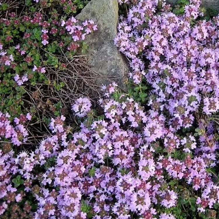 Walk On Me Creeping Thyme Seeds - Flower Plant