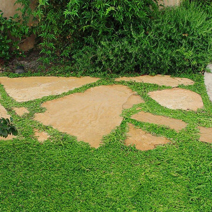 Walkable Ground Cover Seeds