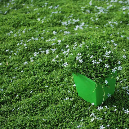 Walkable Ground Cover Seeds
