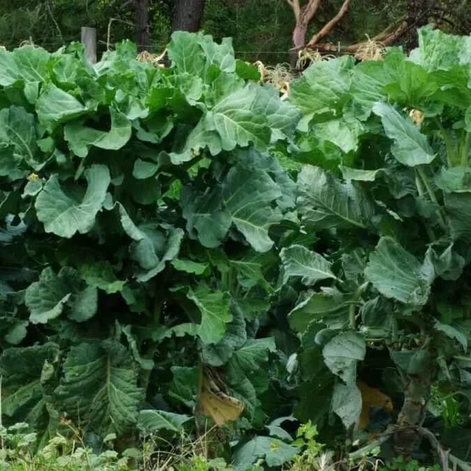 Walking Stick Kale Tree Seeds