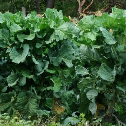 Walking Stick Kale Tree Seeds