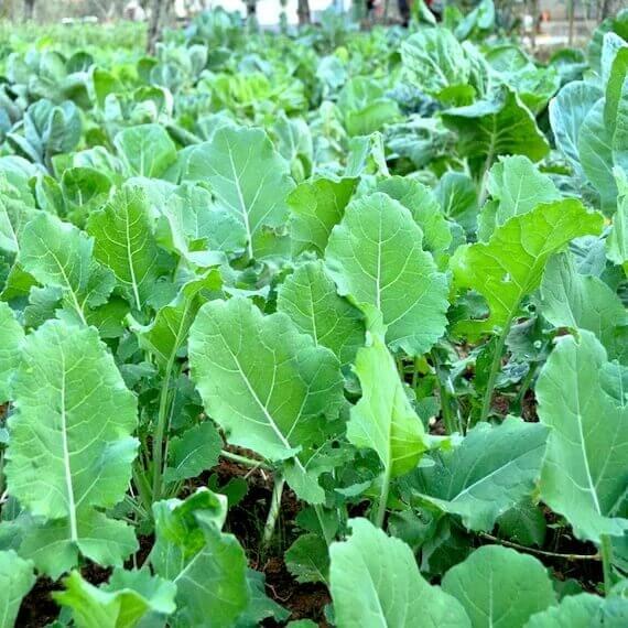 Walking Stick Kale Tree Seeds