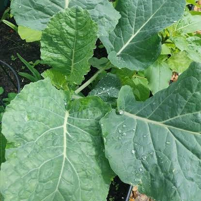 Walking Stick Kale Tree Seeds