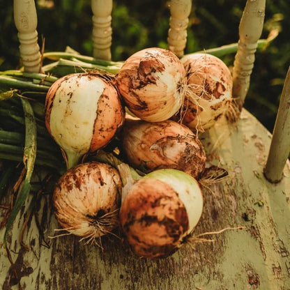 Walla Walla onion seeds - Vegetable Plant