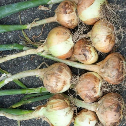 Walla Walla onion seeds - Vegetable Plant