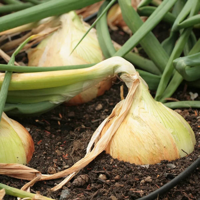 Walla Walla onion seeds - Vegetable Plant