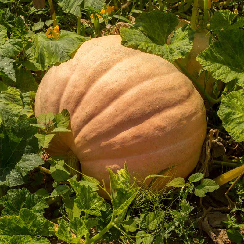 Wallace Whoppers Giant Pumpkin Seeds 