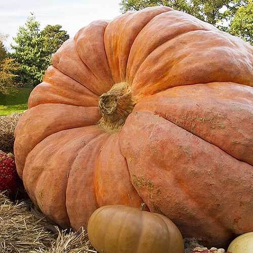 Wallace Whoppers Giant Pumpkin Seeds 