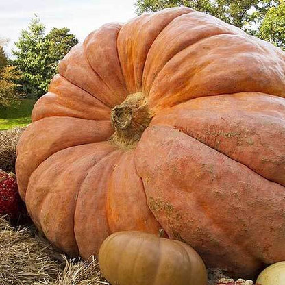 Wallace Whoppers Giant Pumpkin Seeds 