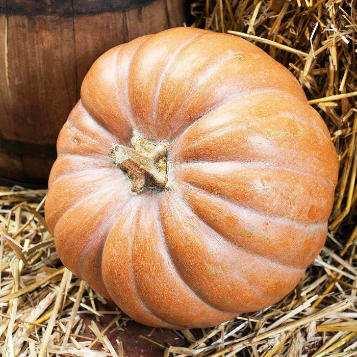 Wallace Whoppers Giant Pumpkin Seeds 