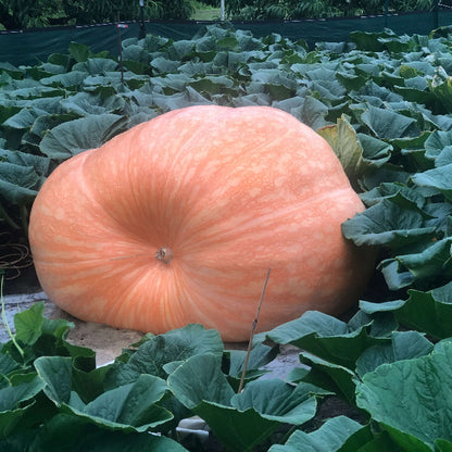 Wallace Whoppers Giant Pumpkin Seeds 