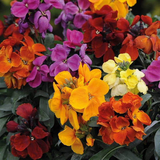 Wallflower Seeds - Flower Plant