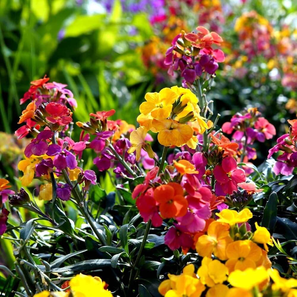 Wallflower Seeds - Flower Plant