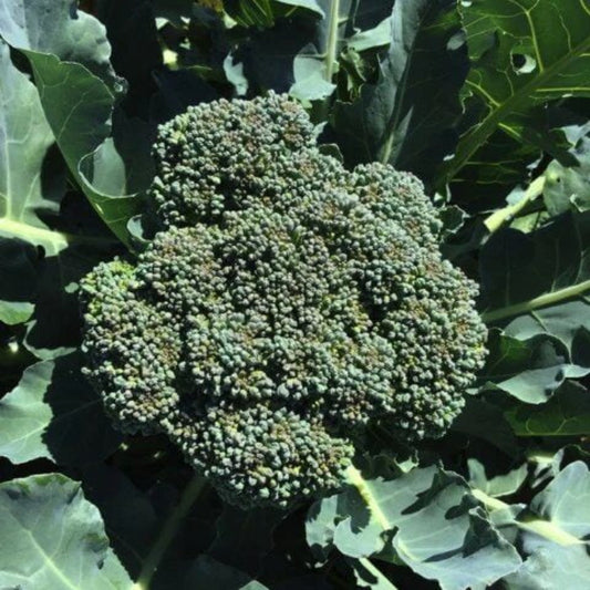 Waltham 29 Broccoli Seeds - Heirloom Vegetable Seeds for Home Gardens