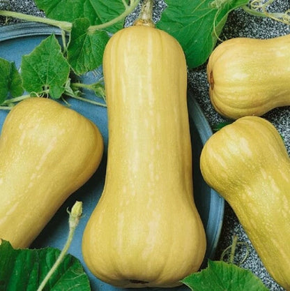 Waltham Butternut Squash Seeds - Vegetable Plant