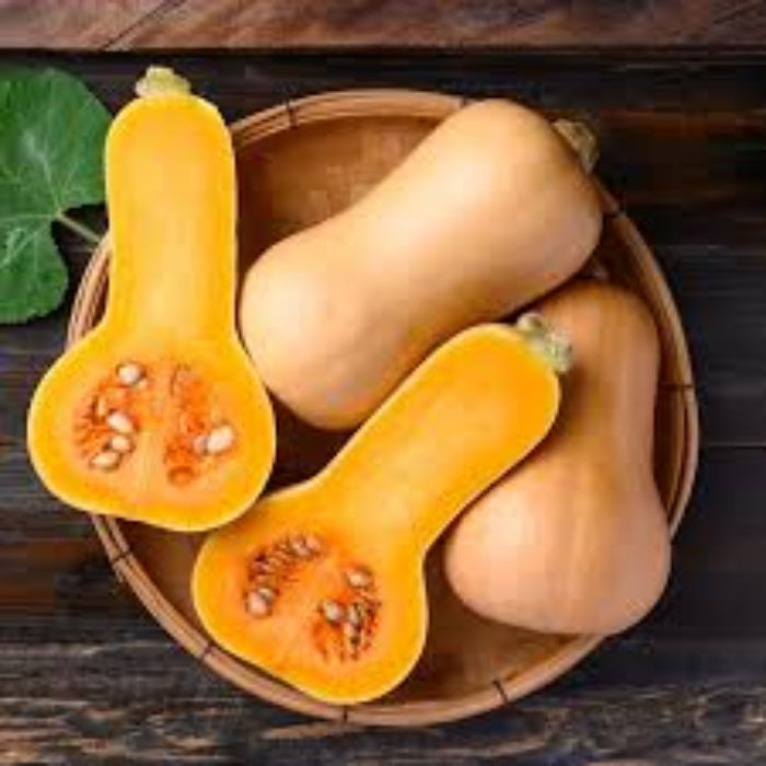 Waltham Butternut Squash Seeds - Vegetable Plant