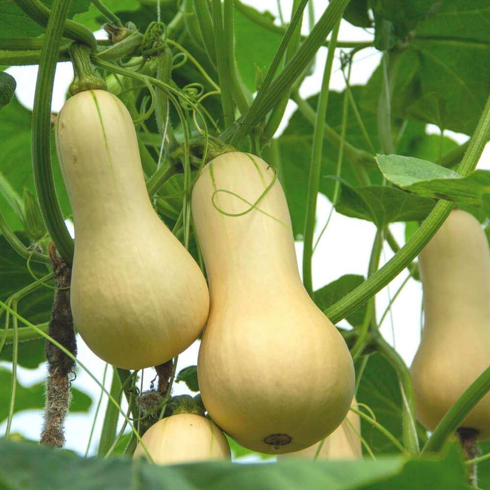Waltham Butternut Squash Seeds - Vegetable Plant