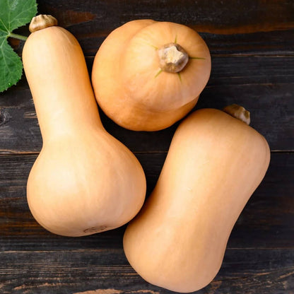 Waltham butternut squash seeds - Vegetable Plant