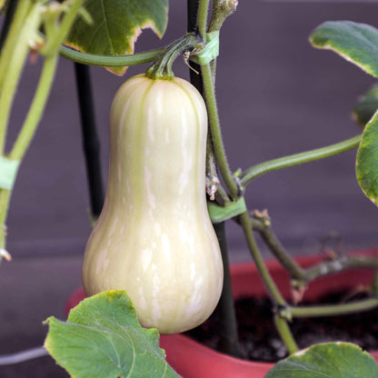 Waltham butternut squash seeds - Vegetable Plant