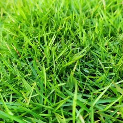 Warm Season Grass Seeds