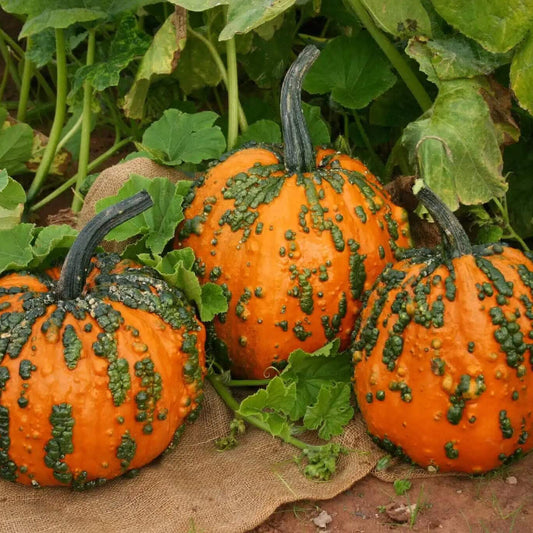 Warty Pumpkin Seeds