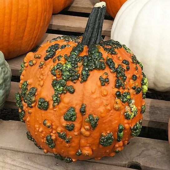 Warty Pumpkin Seeds