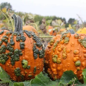 Warty Pumpkin Seeds