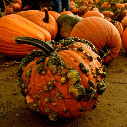 Warty Pumpkin Seeds