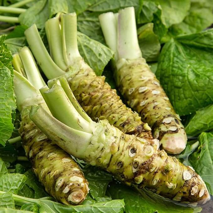 Wasabi Seeds - Vegetable Plant for Home Gardens