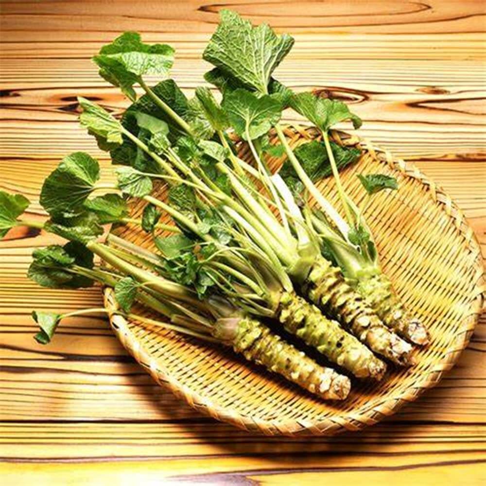 Wasabi Seeds - Vegetable Plant for Home Gardens