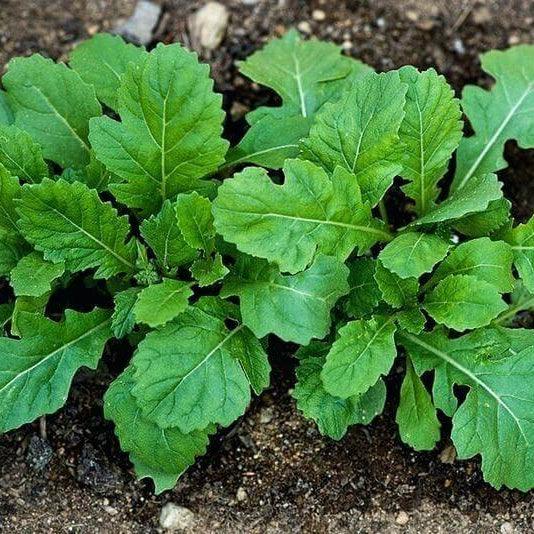 Wasabi arugula seeds - Vegetable Plant