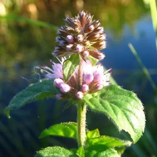 Water Mint Seeds - Herbal Plant