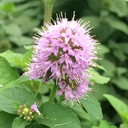 Water Mint Seeds - Herbal Plant