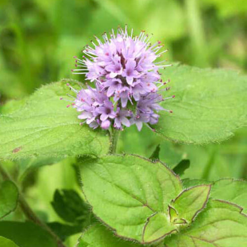 Water Mint Seeds - Herbal Plant
