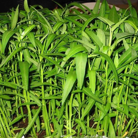 Water Spinach Seeds - Vegetable Plant