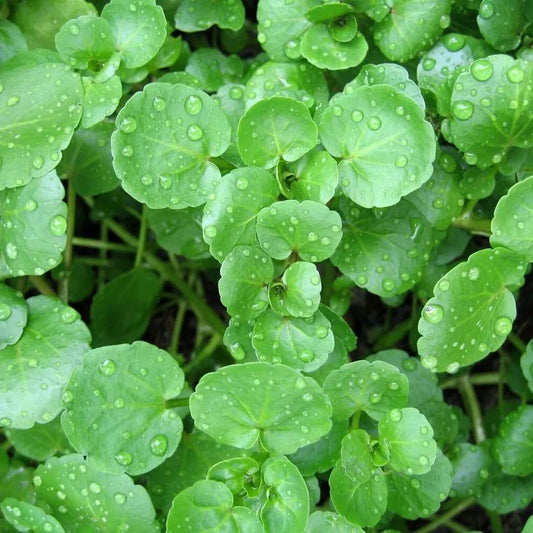 Watercress Seeds