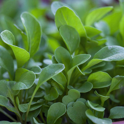 Watercress Seeds