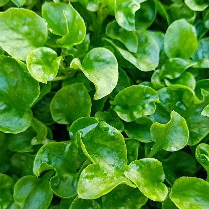 Watercress Seeds
