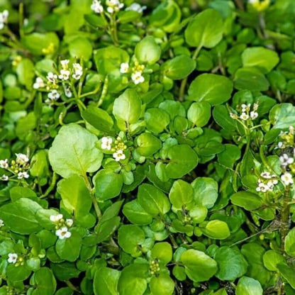 Watercress Seeds