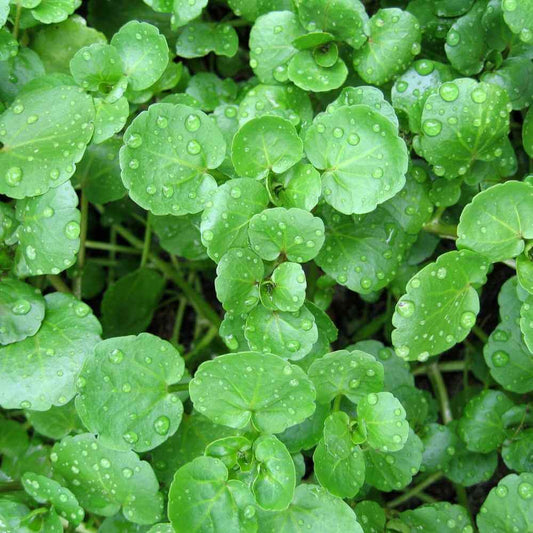 Watercress Seeds - Vegetable Plant for Home Gardens
