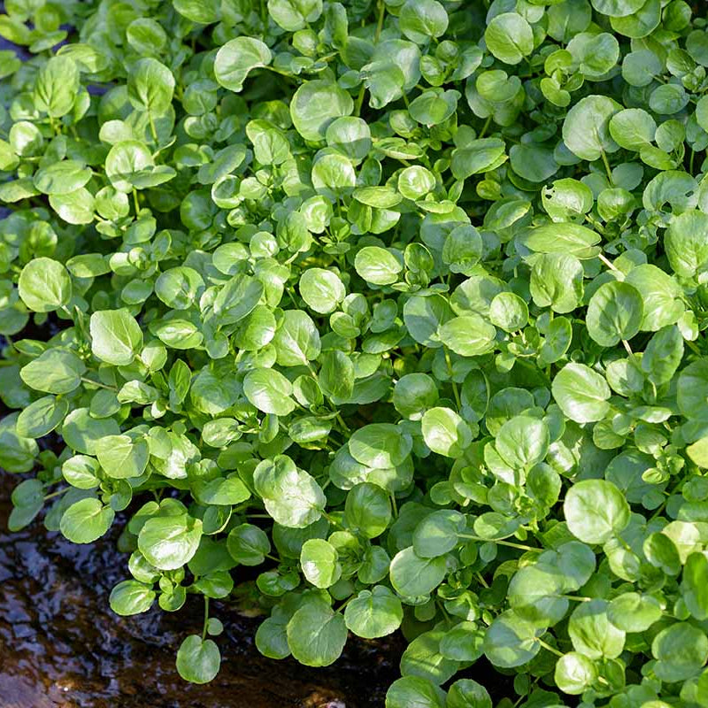 Watercress Seeds - Vegetable Plant for Home Gardens