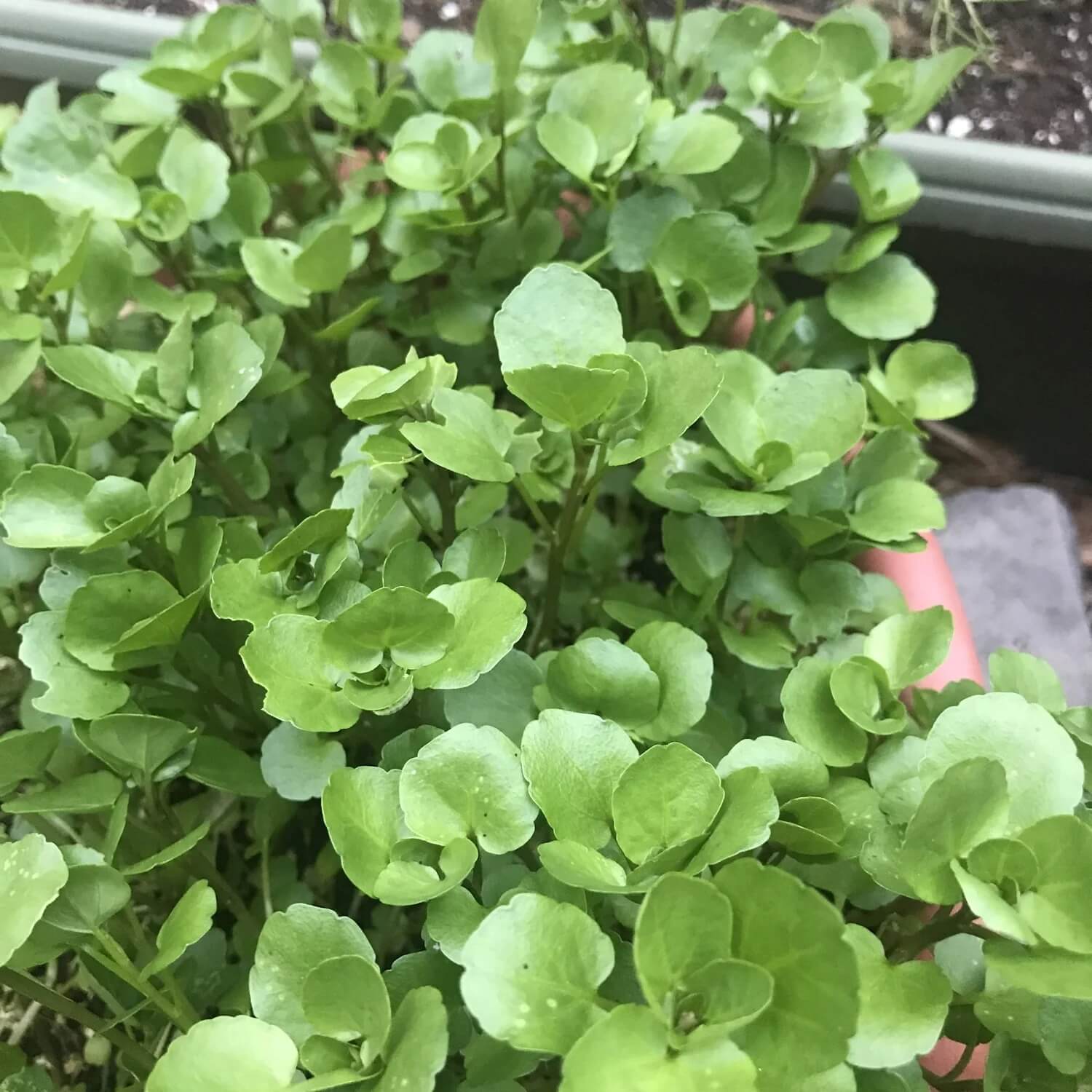 Watercress Seeds 