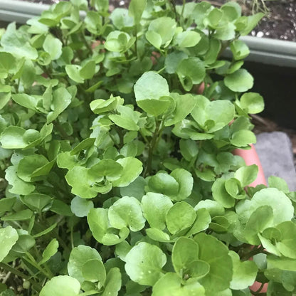 Watercress Seeds 