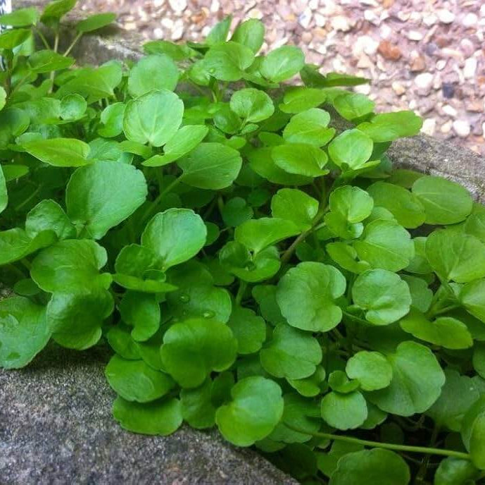 Watercress Seeds 