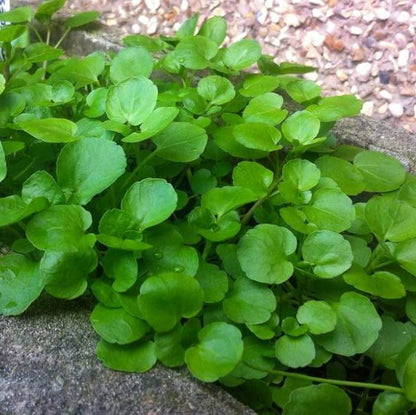 Watercress Seeds 